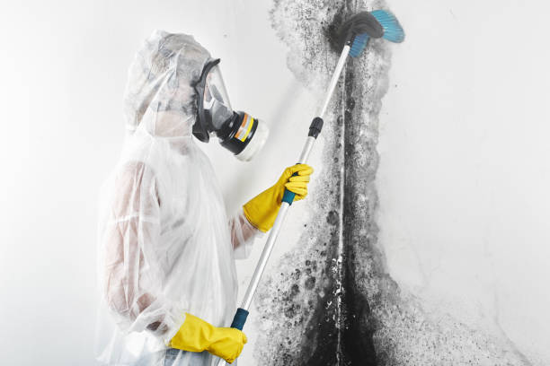  Cottonwood, ID Mold Removal Pros