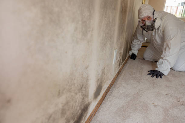 Biohazard Mold Removal in Cottonwood, ID